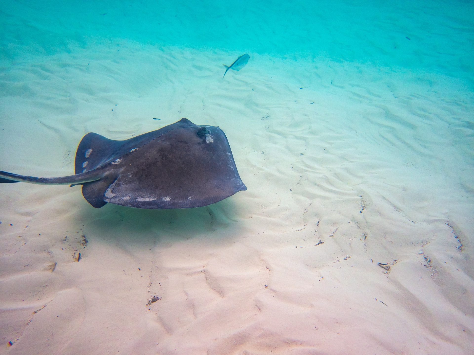 Stingray gliding over rippled white sand