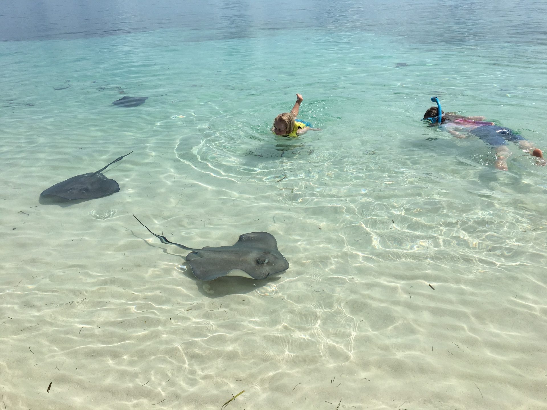 Kids snorkeling with stingrays in shallow turquoise water